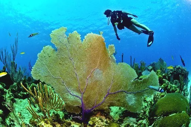 Mayotte : Les 7 plus beaux spots de plongée de l’île ! 