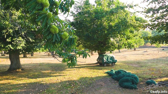 chataigniers-corse