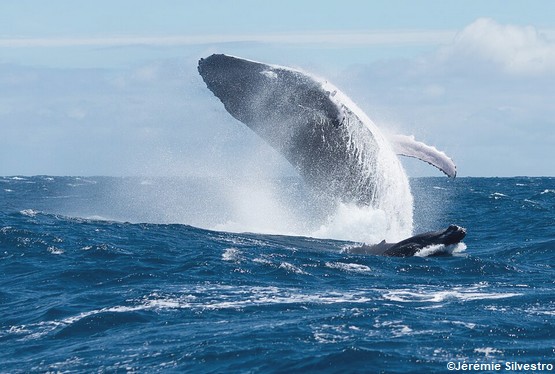 baleines-guadeloupe