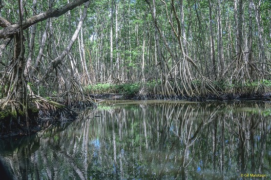 mangrove-guadeloupe