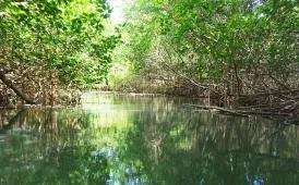 La mangrove en Guadeloupe, une visite à ne pas rater !