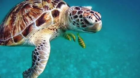 Où voir des tortues en Martinique et comment les observer ?