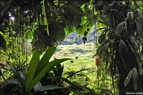 Guadeloupe : Que voir et que faire autour de Grand Étang ?