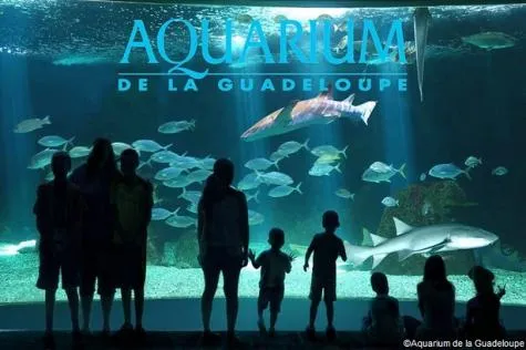 Aquarium de la Guadeloupe : découvrez la vie sous-marine antillaise !