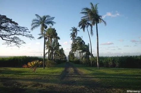 Réunion : Découvrez la Vanilleraie sur le Domaine du Grand Hazier