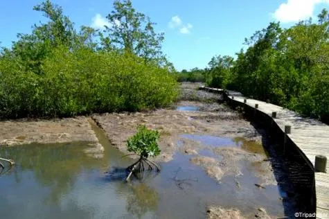 Guadeloupe : Une balade dans le marais de Port-Louis