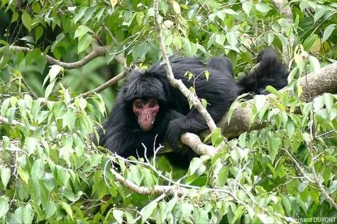 Découvrez le zoo sauvage de Guyane