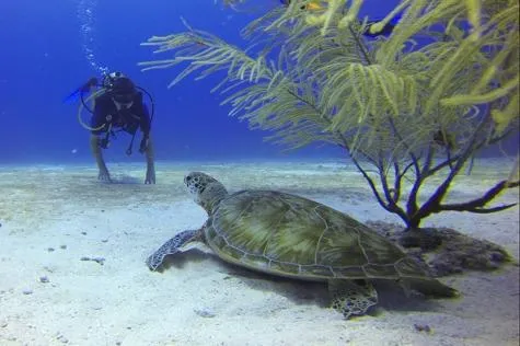 Guadeloupe : les meilleurs spots de plongée