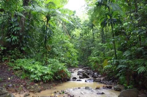 La Trace des Jésuites en Martinique : une randonnée sportive et familiale