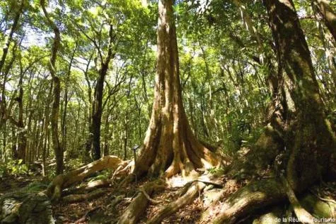 Excursion sur le sentier botanique de Mare Longue à la Réunion