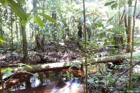 Guyane : Excursion sur le sentier du Rorota