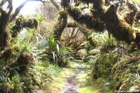 Excursion dans la forêt de Bébour, sur l’île de la Réunion