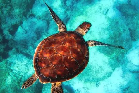 Kélonia : Une visite ludique et pédagogique sur l’île de la Réunion