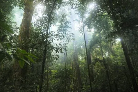 Forêt de Montravail : immersion dans la jungle tropicale en Martinique
