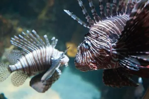 Passez un superbe moment en famille au grand aquarium de Saint-Gilles !