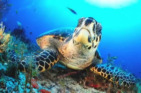 Entre mer et montagne, partez à la découverte de la ville de Bouillante en Guadeloupe