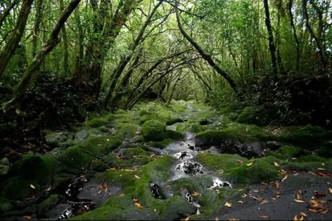 A la découverte du jardin créole de la Vallée Heureuse