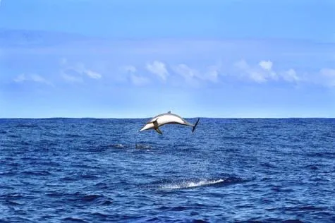 La Réunion : Où observer des dauphins et des baleines ? 