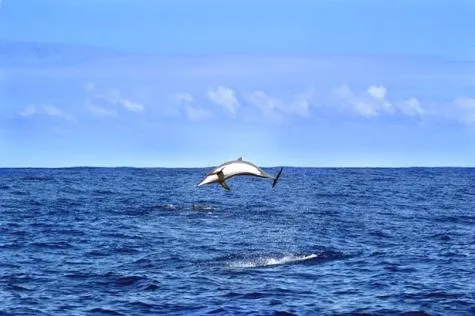 La Réunion : Où observer des dauphins et des baleines ?