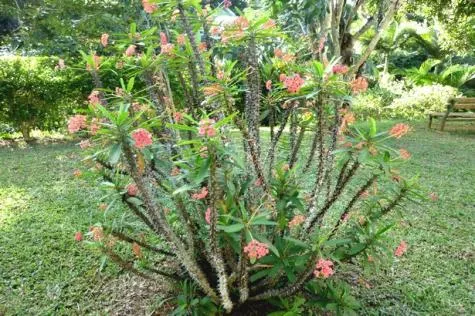 Mayotte : Découvrez le jardin botanique de Coconi