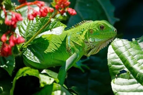 Martinique : Découvrez la faune sauvage de l’île !