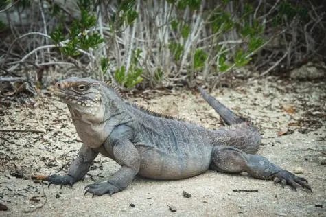 Quels animaux peut-on observer aux Seychelles ?