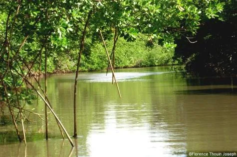 Martinique : Découvrez la mangrove de la Baie de Génipa