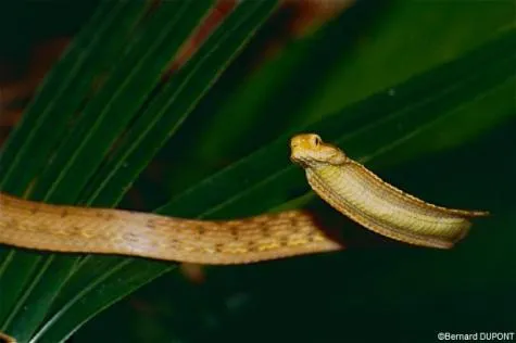 Découvrez la faune et la flore de Guyane !