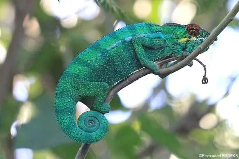 Découvrez la Faune et la Flore de la Réunion !