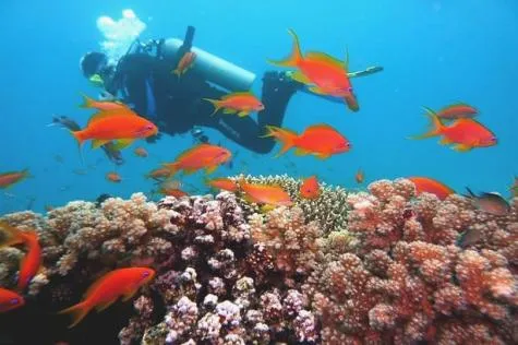 Marie-Galante : Voilà les meilleurs spots de plongée !