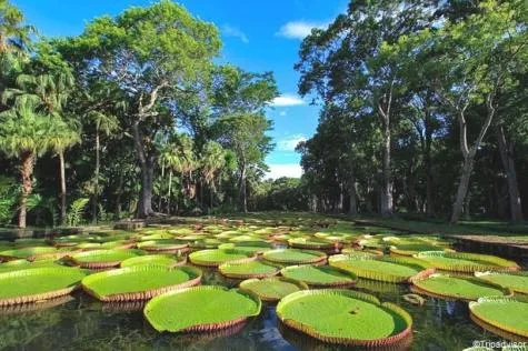 Île Maurice : Les 7 plus beaux parcs et jardins !