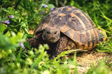 Corse : Visite du village des tortues à Moltifao