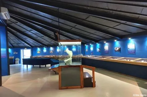 Visite du musée du coquillage et de la mer, en Martinique