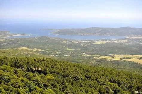 La Forêt de l'Ospedale : le joyau caché de la Corse 