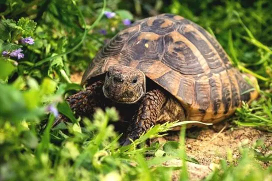 Corse : Visite du village des tortues à Moltifao