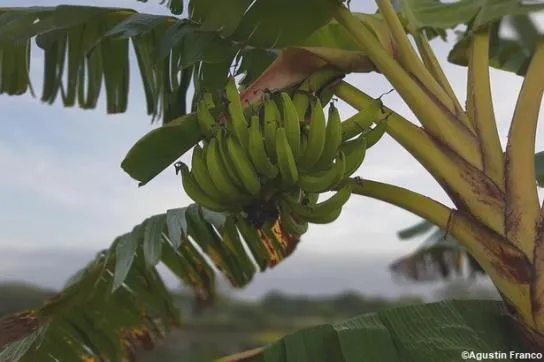 Visite de l’Habitation Chalvet en Martinique