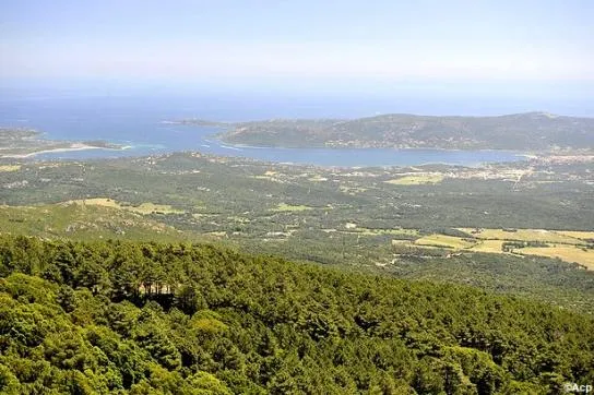 La Forêt de l'Ospedale : le joyau caché de la Corse 