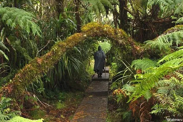 La Réunion : Excursion dans la forêt de Bélouve