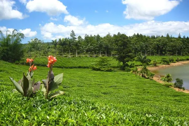 Le thé Bois Chéri, saveur et tradition de l’Ile Maurice