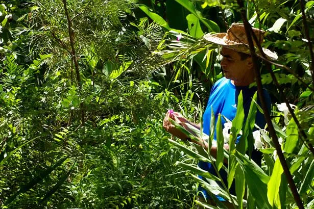 Le jardin des parfums et des épices, à découvrir absolument pendant votre voyage à la Réunion