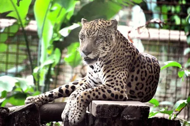 Visite du Parc des Mamelles, le Zoo tropical de la Guadeloupe