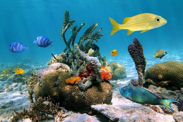 Plongez au sein de la réserve Cousteau, en Guadeloupe