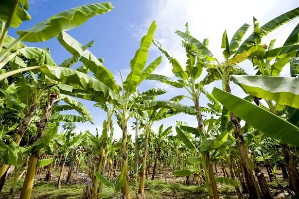 Découvrez la Plantation Grand Café en Guadeloupe