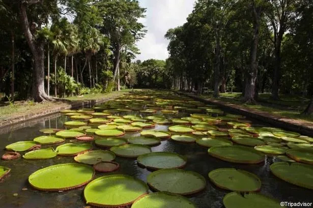 Découvrez le jardin botanique Sir Seewoosagur Ramgoolam, sur l’île Maurice