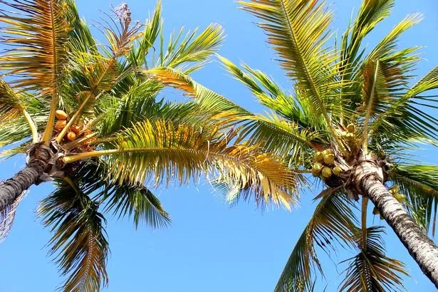 Visite de la Maison du Coco sur l’île de la Réunion