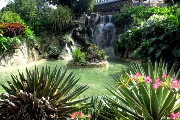 Explorez le Jardin botanique de Deshaies, sur l’île de la Guadeloupe