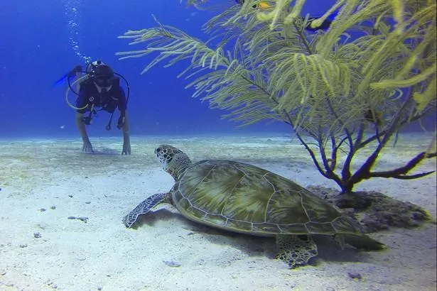 Guadeloupe : les meilleurs spots de plongée 