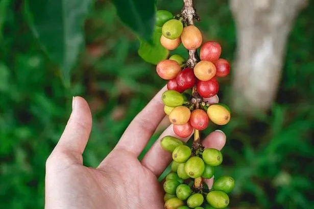 Guadeloupe : Découvrez le musée du café Chaulet