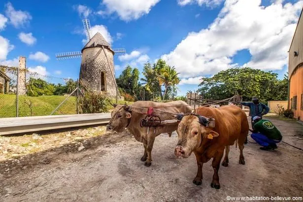 Marie-Galante : découvrez le rhum à l’habitation Bellevue