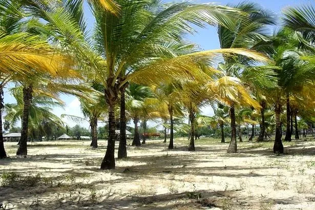 Guyane : Les 6 plus belles plages à découvrir !